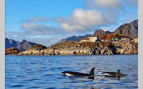 Amazing Seaview Lodge, Kabelvag